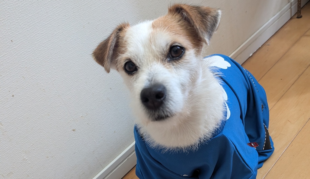 ビーチクリーン&ドッグヨガ アイキャッチ