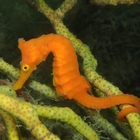 NPO法人おもいでつくる水俣 プロフィール