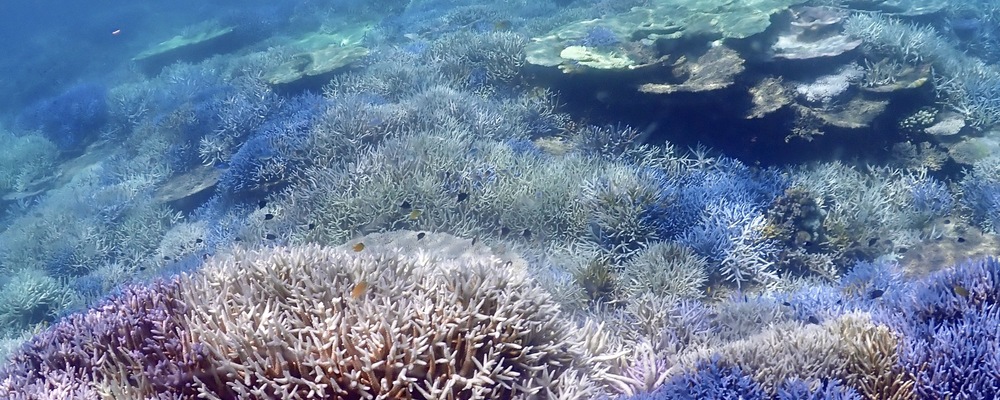 Sun Pirates カバー