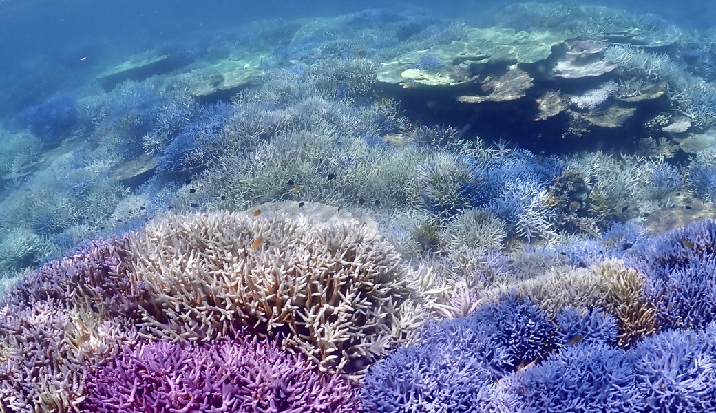 ISHIGAKIBLUE SANTA 2025 アイキャッチ