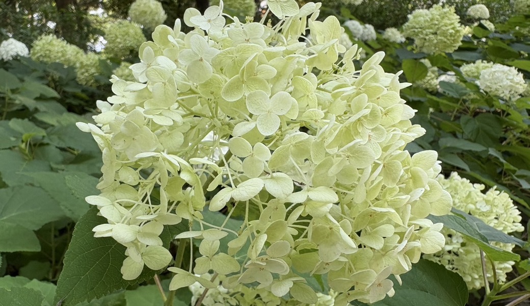 「BLUE SANTA 2025」 レポート