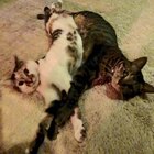 楽人〜rakundo〜 プロフィール