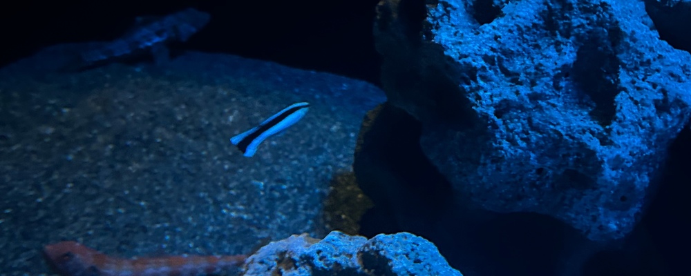 ワケベラ清掃隊 カバー