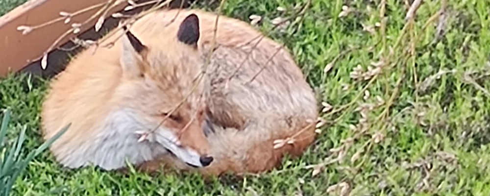 ファイターズず? カバー