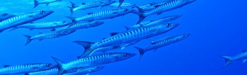 スキューバダイビングアドベンチャークラブ カバー