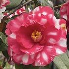 花はな華 プロフィール