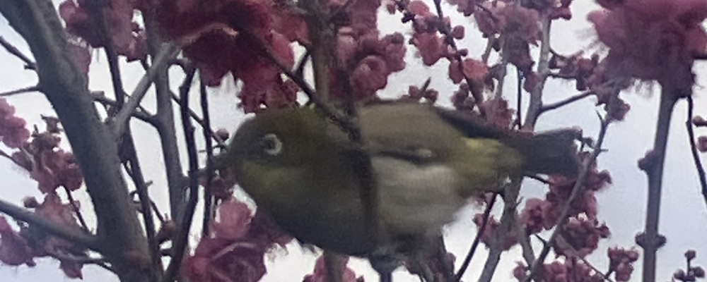 くりーんズ② カバー
