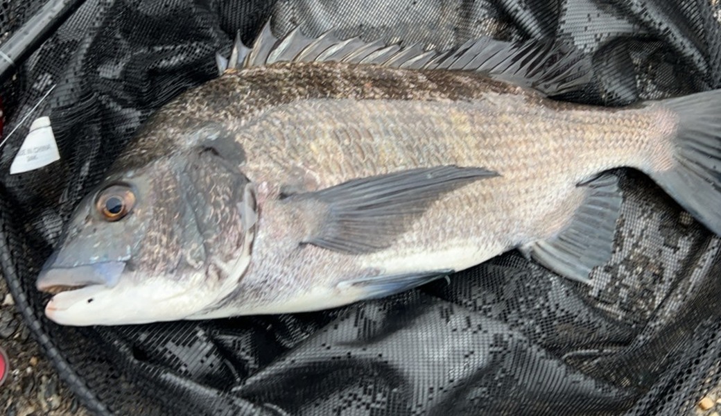 海辺の清掃活動 アイキャッチ