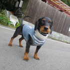 遊ダイブ プロフィール