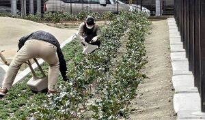 南部公園公園清掃 アイキャッチ
