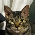 きじとら プロフィール
