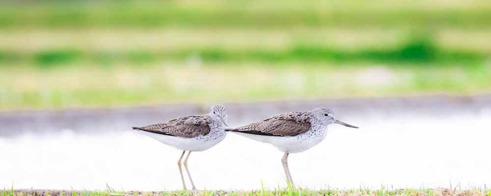 かるたやBWGD カバー