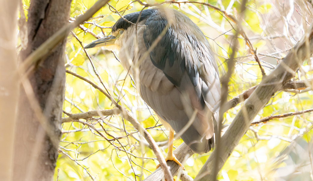 第12回BWGD レポート