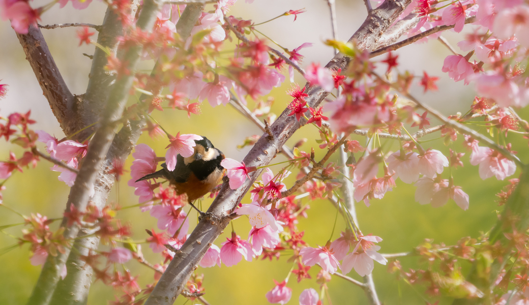 第14回BWGD レポート